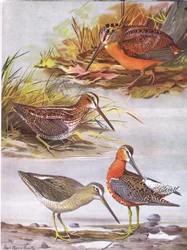 Agachadiza de Wilson, agujeta oriental, chocha americana